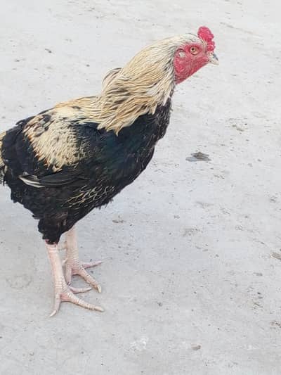 Java Chick's 6 Month k Hain For Sale