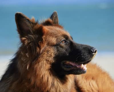 Im selling jerman shephered