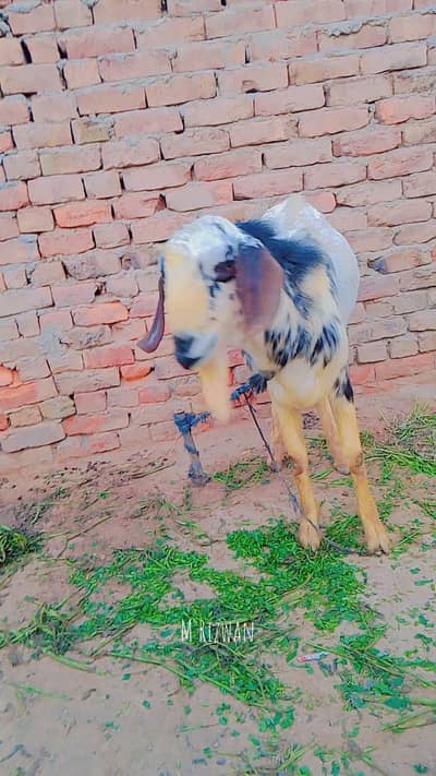 abi kheria ha pr 1 month ho Jai ga donda ghr ka full actiiv