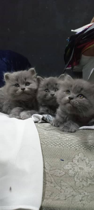 Pure Grey Persian kittens for sale - 55 days Old | Litter Trained