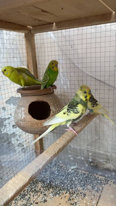 Budgies breeder pair for sale