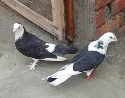 Fancy Sherazi Pigeon Available