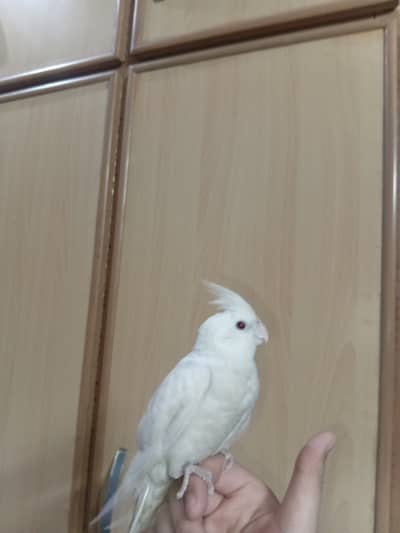 Hand tame 0 bite with cage eat by him self  , only serious buyers come