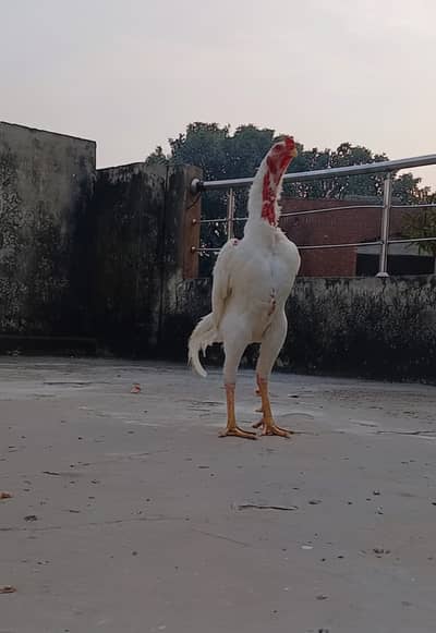 Top Quality white Blood Line Oh Shamo Pair