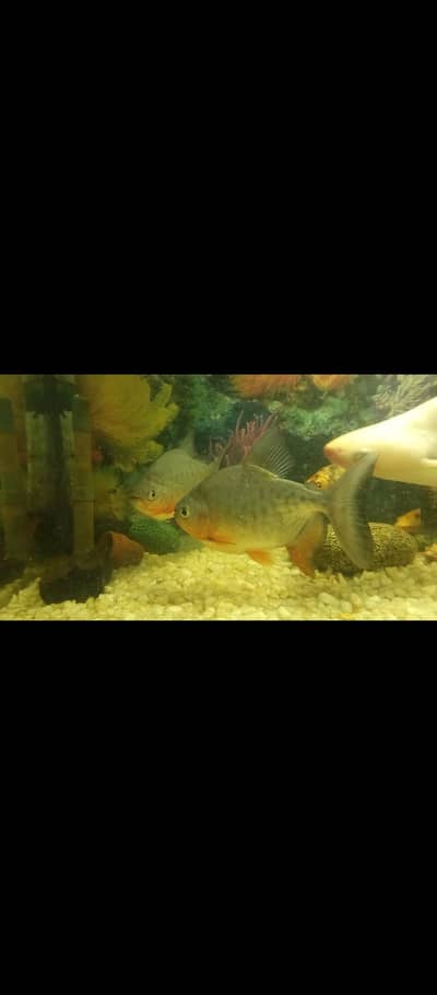 Pacu Fish pair for sale