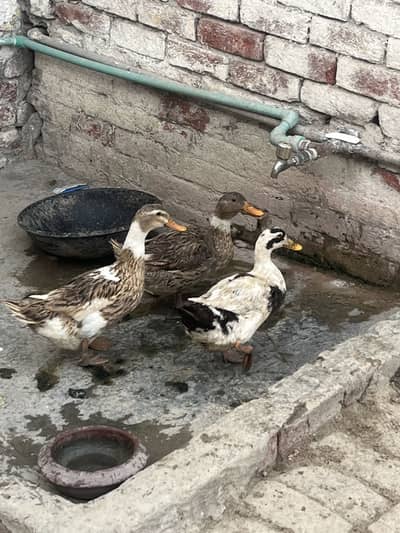 3 females eggs laying WhatsApp 03368792398