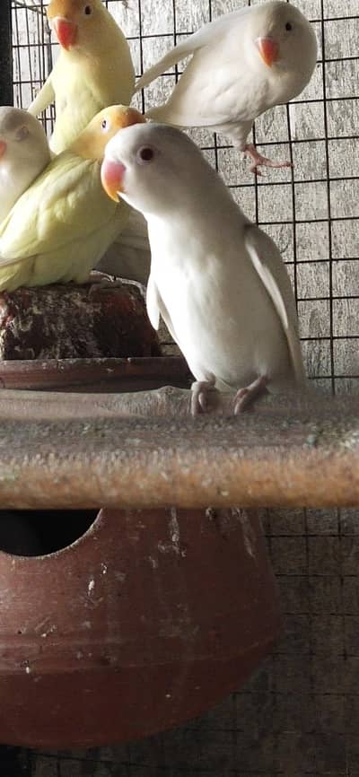 albino red eyes + albino black eyes + blue fishery