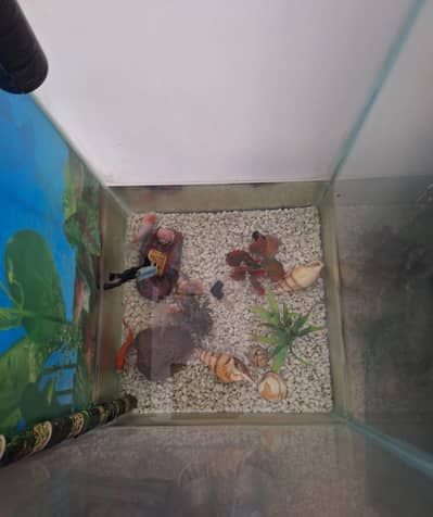 3 fish with aquarium