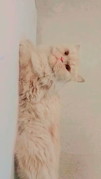 Persian male for sale