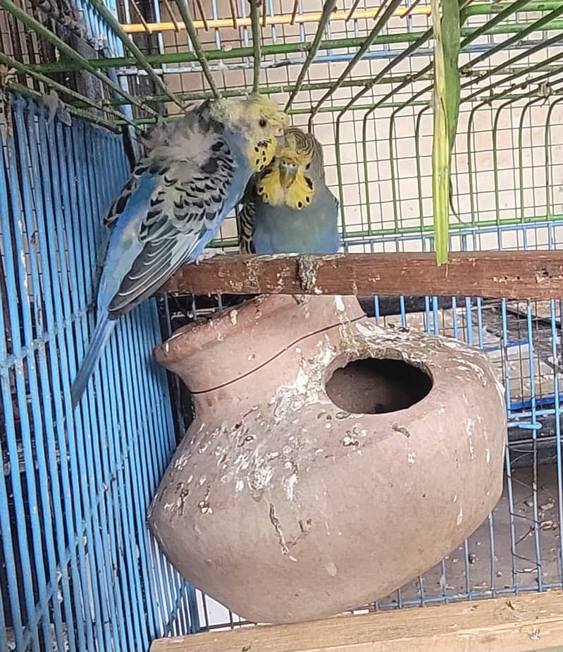 Hogoromo Pair & Patha/Pathi 0