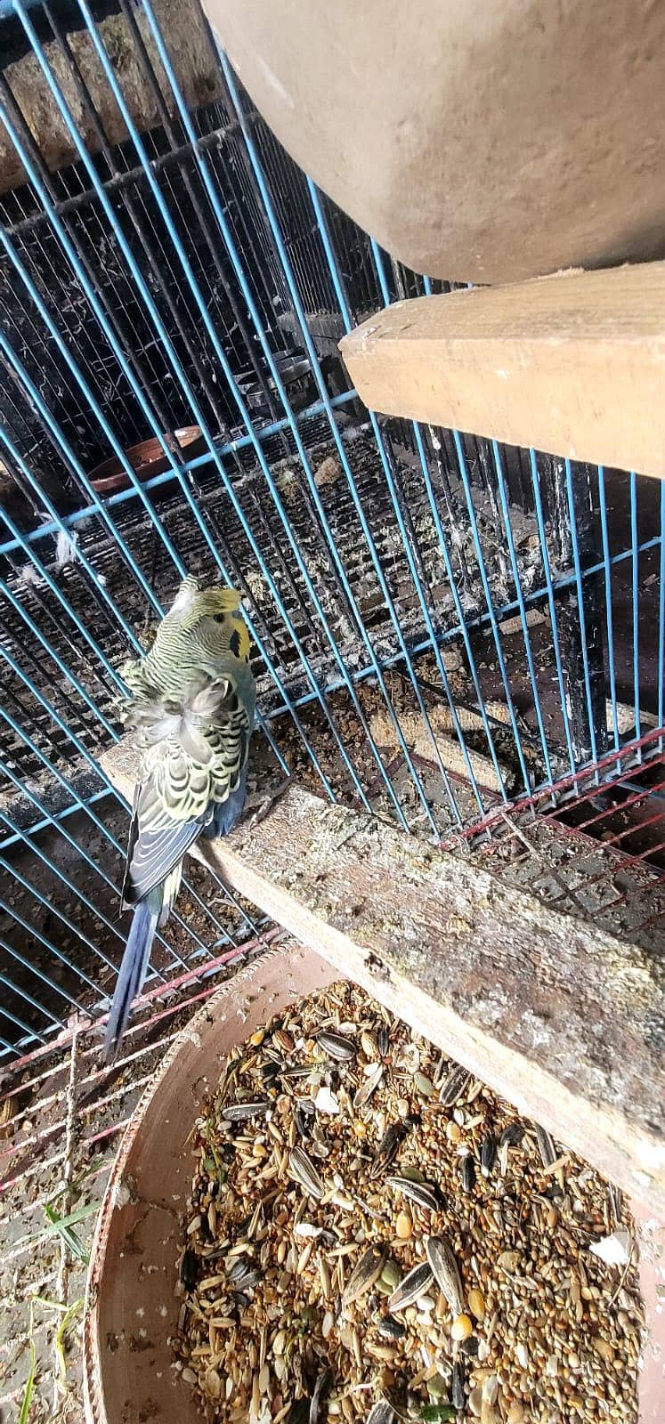 Hogoromo Pair & Patha/Pathi 3