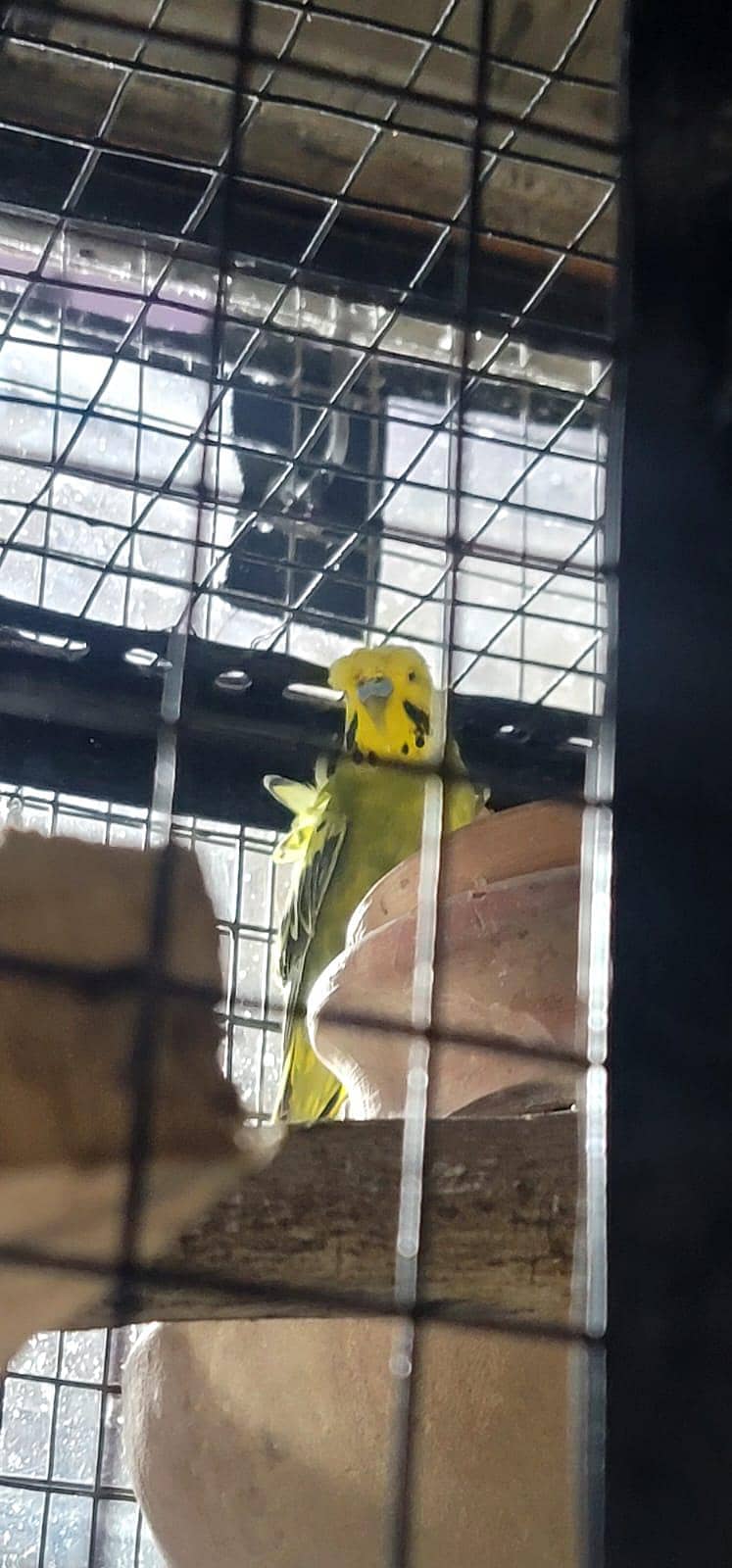 Hogoromo Pair & Patha/Pathi 4