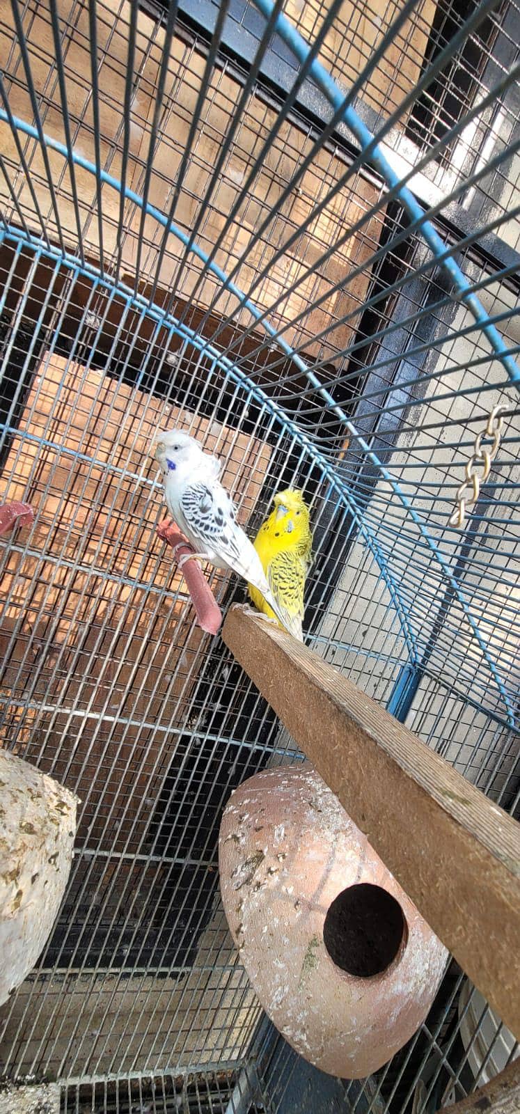 Hogoromo Pair & Patha/Pathi 5