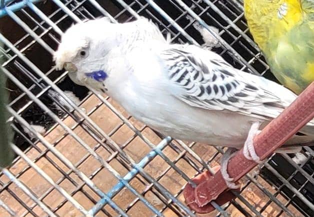 Hogoromo Pair & Patha/Pathi 6