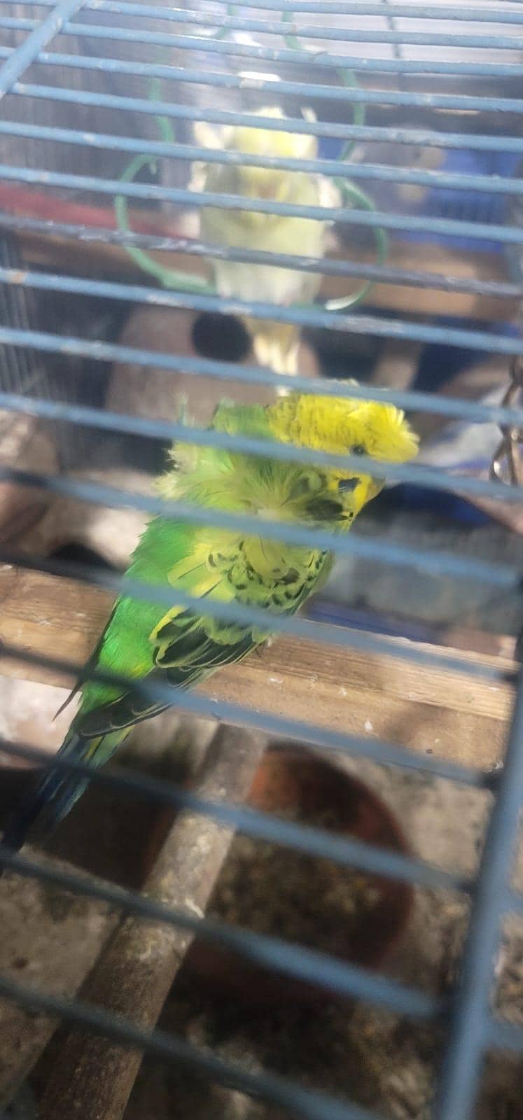 Hogoromo Pair & Patha/Pathi 8