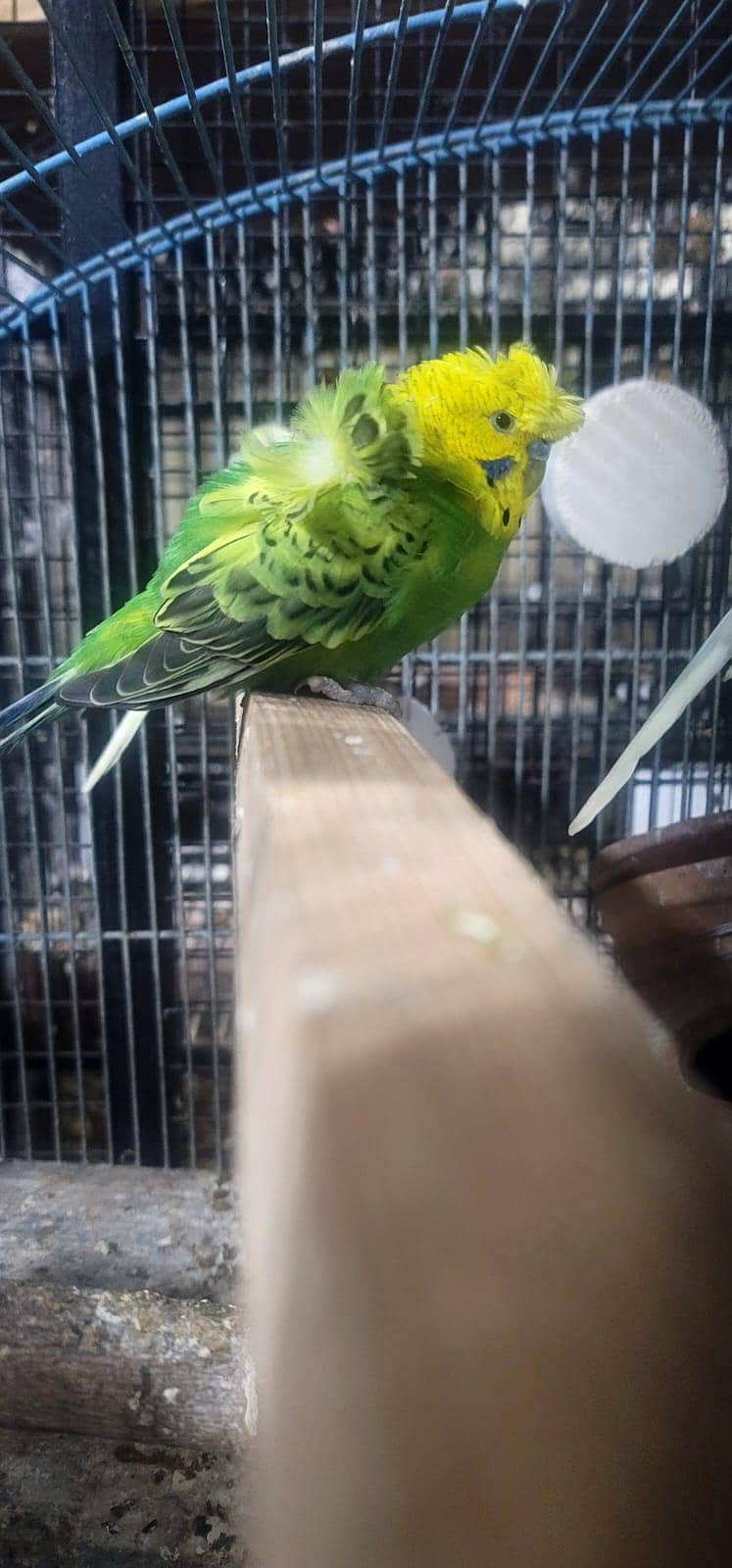 Hogoromo Pair & Patha/Pathi 9