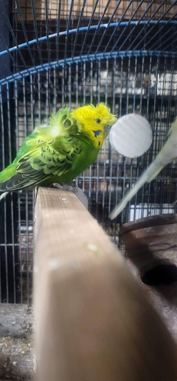 Hogoromo Pair & Patha/Pathi 10