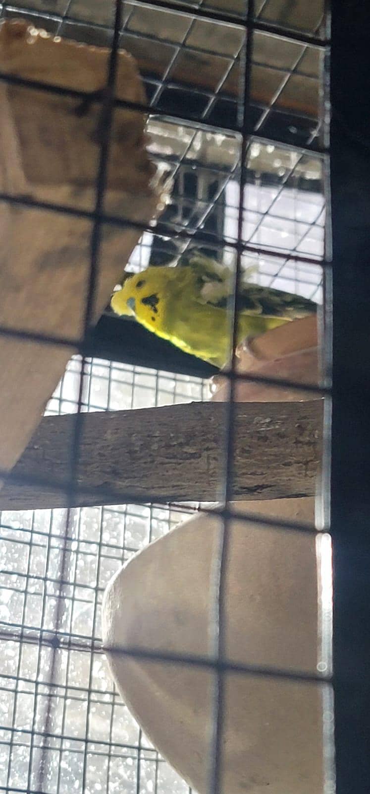 Hogoromo Pair & Patha/Pathi 11