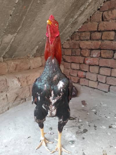 aseel murga home breed full active
