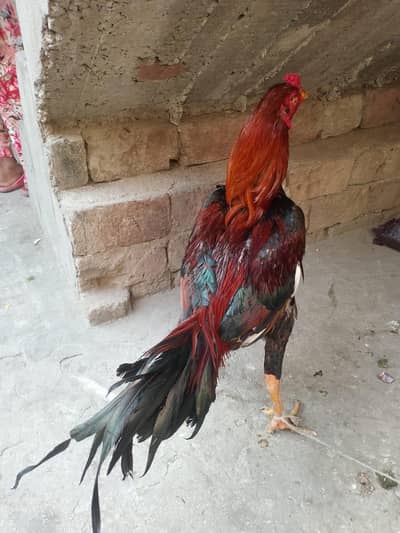 Assel Mianwali Murga For sale