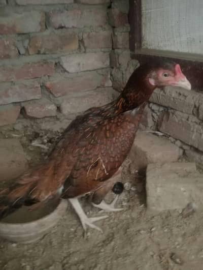 pure aseel madi urgent sale full active 03221510915 call