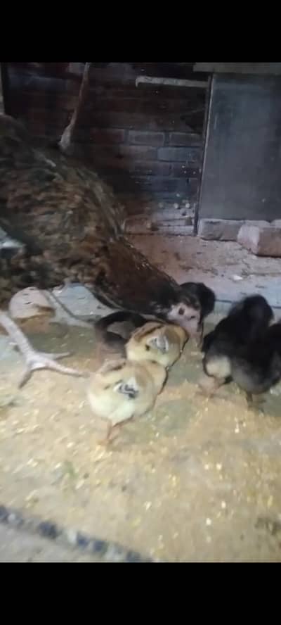 Aseel Hens with Chicks desi Cross