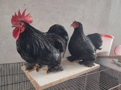 egg laying bentum breeder pair