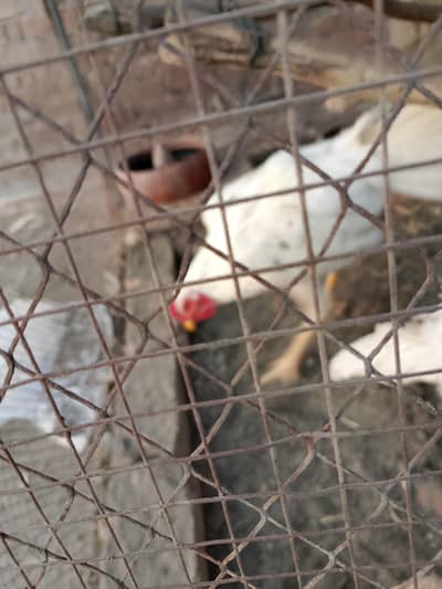 Aseel Heera patha black dots hain