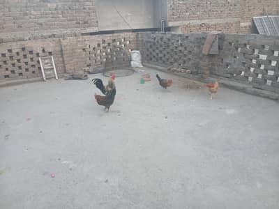 9 Golden misri Egg laying Hens
