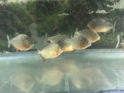 Red belly P. i. r. a. n. h. a