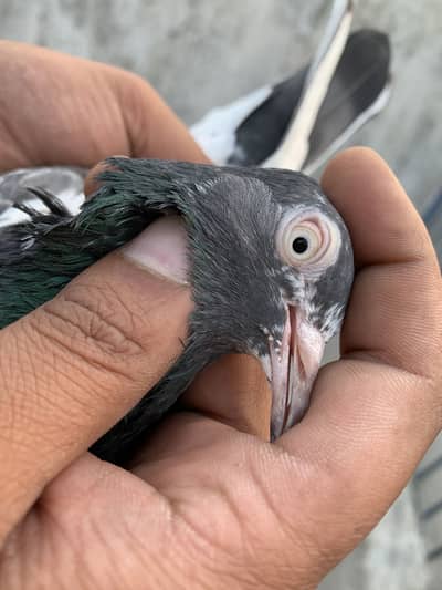 2 tedy female ando ki garraanty hy