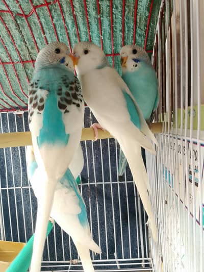 5 QUALITY BLUE PIED MUTATION SELF BUDGIES FOR SALE