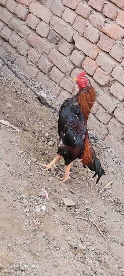 Full Zero Size Aseel pair bredar