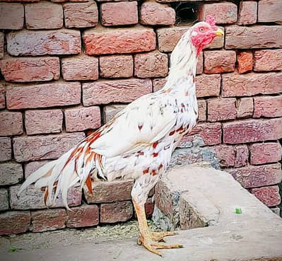 Aseel murgy for sale