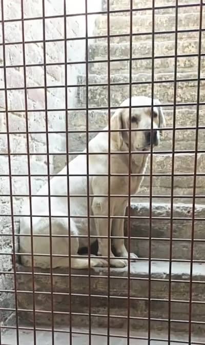 White Lebrdor female