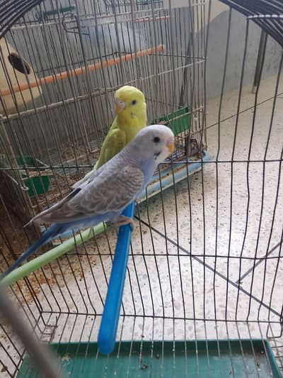 BUDGIES BAJRI