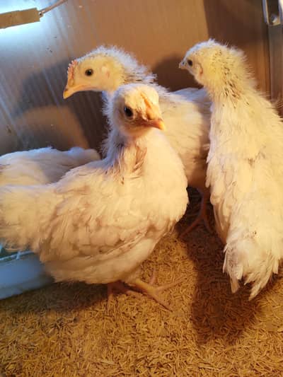 3 Month Old Heritage Sussex Chicks