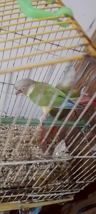 pineapple cnoure breader pair