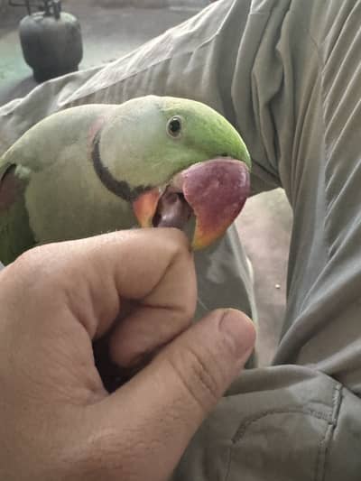 Alexandra Raw parrot