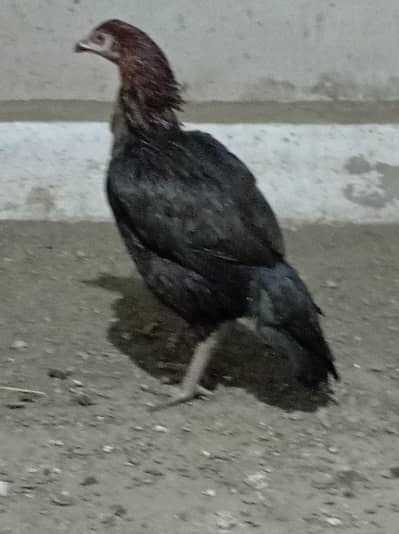 aseel hens/murga/murgay.