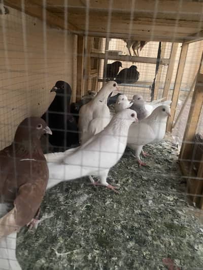 pegions for sale ghar ka ha lary hoa 400 per piece 31 pegions