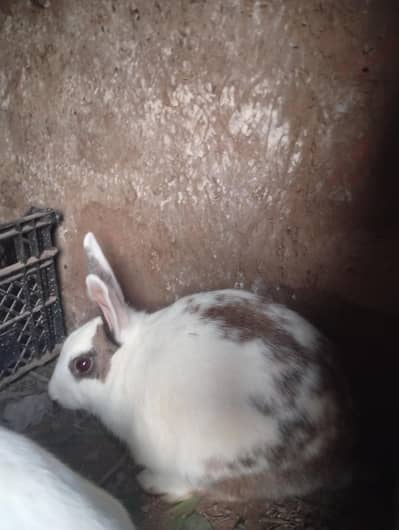 3 pregnant Femail and 1 dominate Male