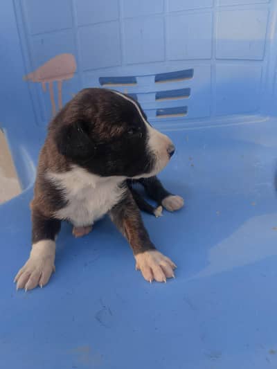 Pure Pakistani Bully Female Puppies for Sale 