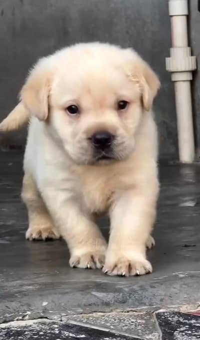 labrador puppy male for sale 0309=0097784