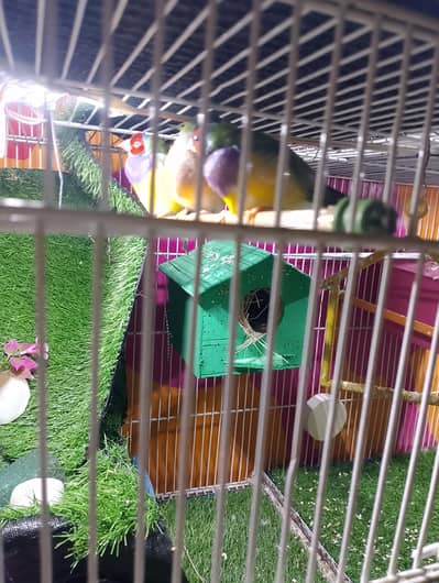 Goldiun finch and cage