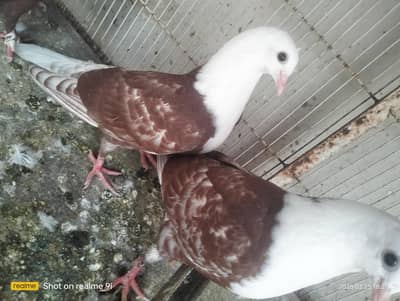 Karbalai Pathay For Sale