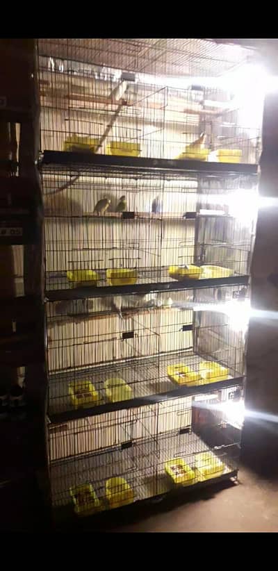Folding Cage And 8 Austrlian baredar pear