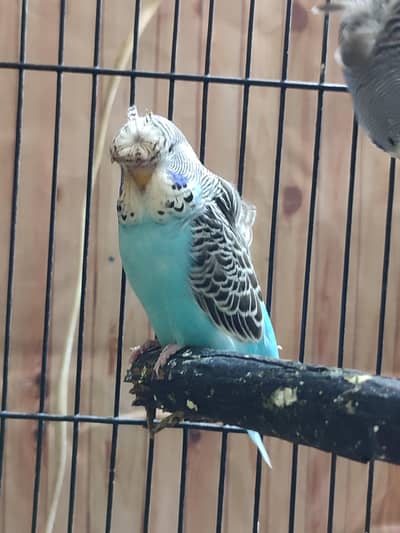 exhibition back frill crested patha