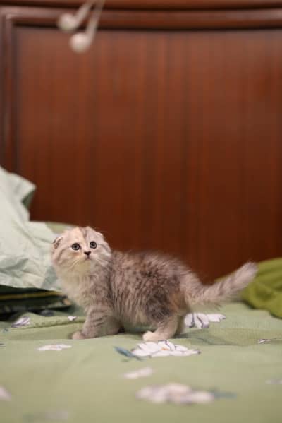 Scottish fold