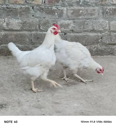 Golden Misr full whitei Hens